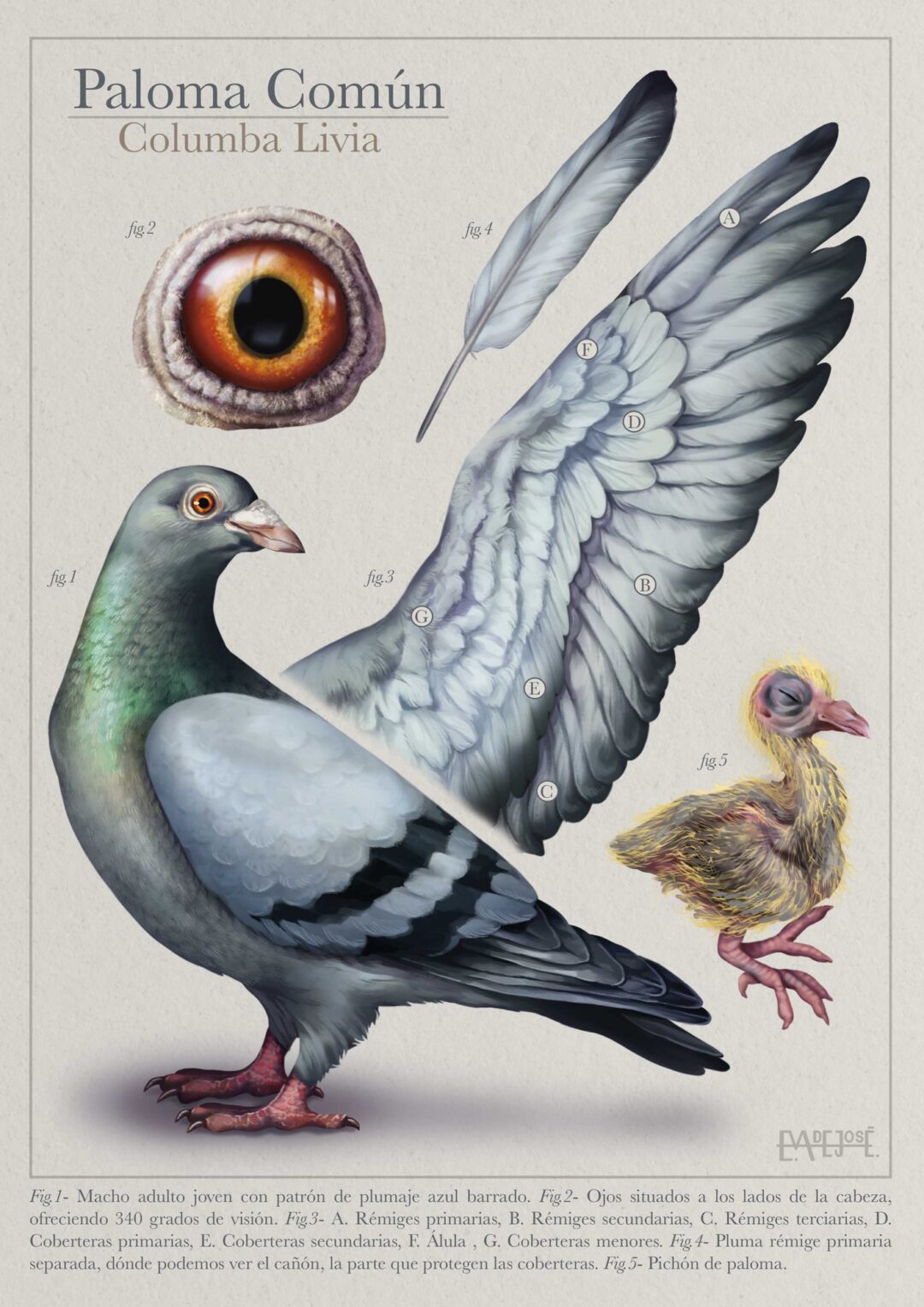 Paloma común, ilustración de Eva de José